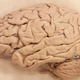 Illustration for article titled IBM Simulates 4.5 Percent of the Human Brain and Might Make You Obsolete by 2019